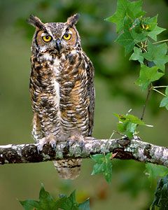 Great Horned Owl