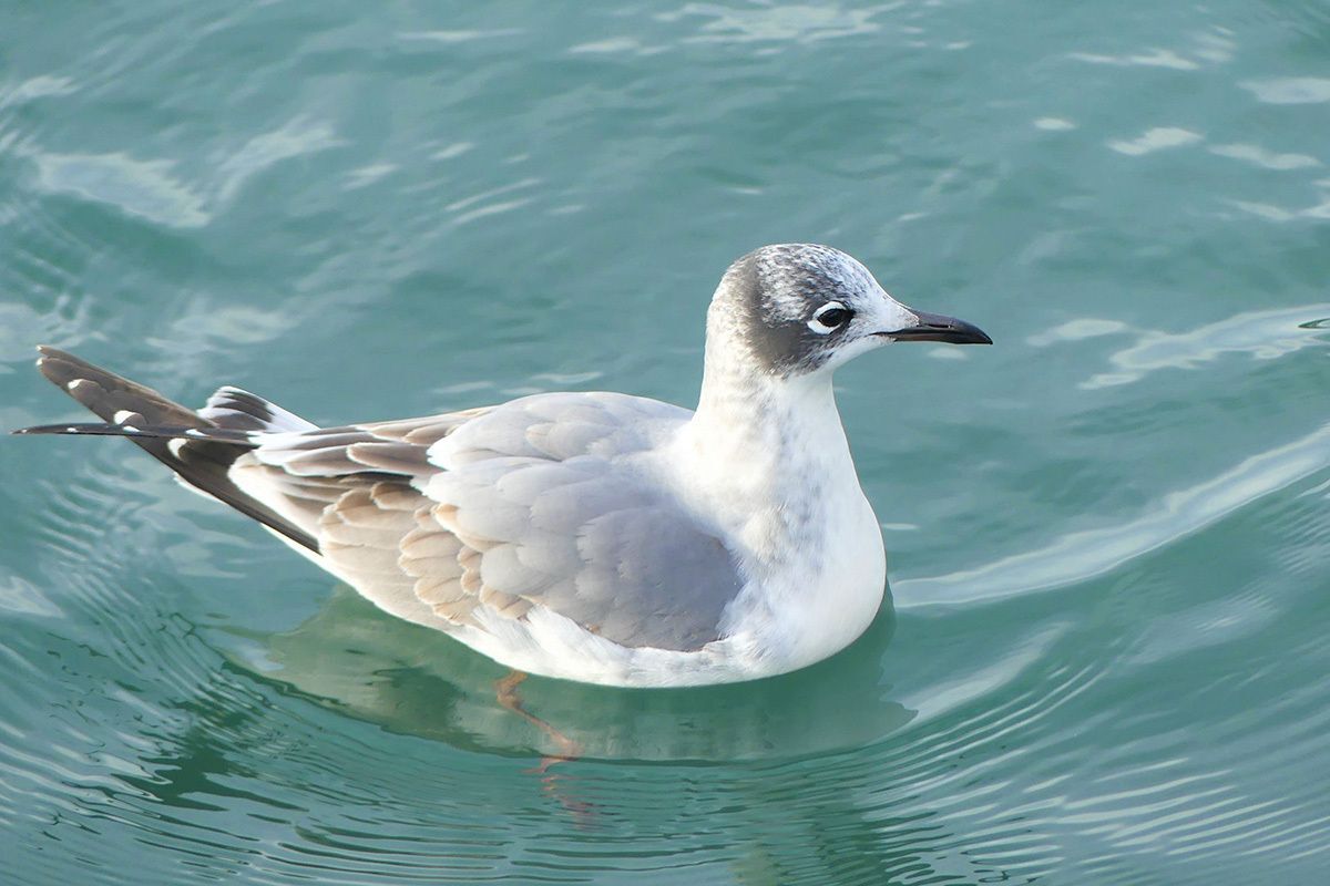 Visitors from afar: Birds to look and listen for in the fall