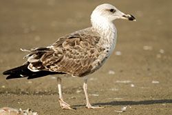 Lesser Black-backed Gull