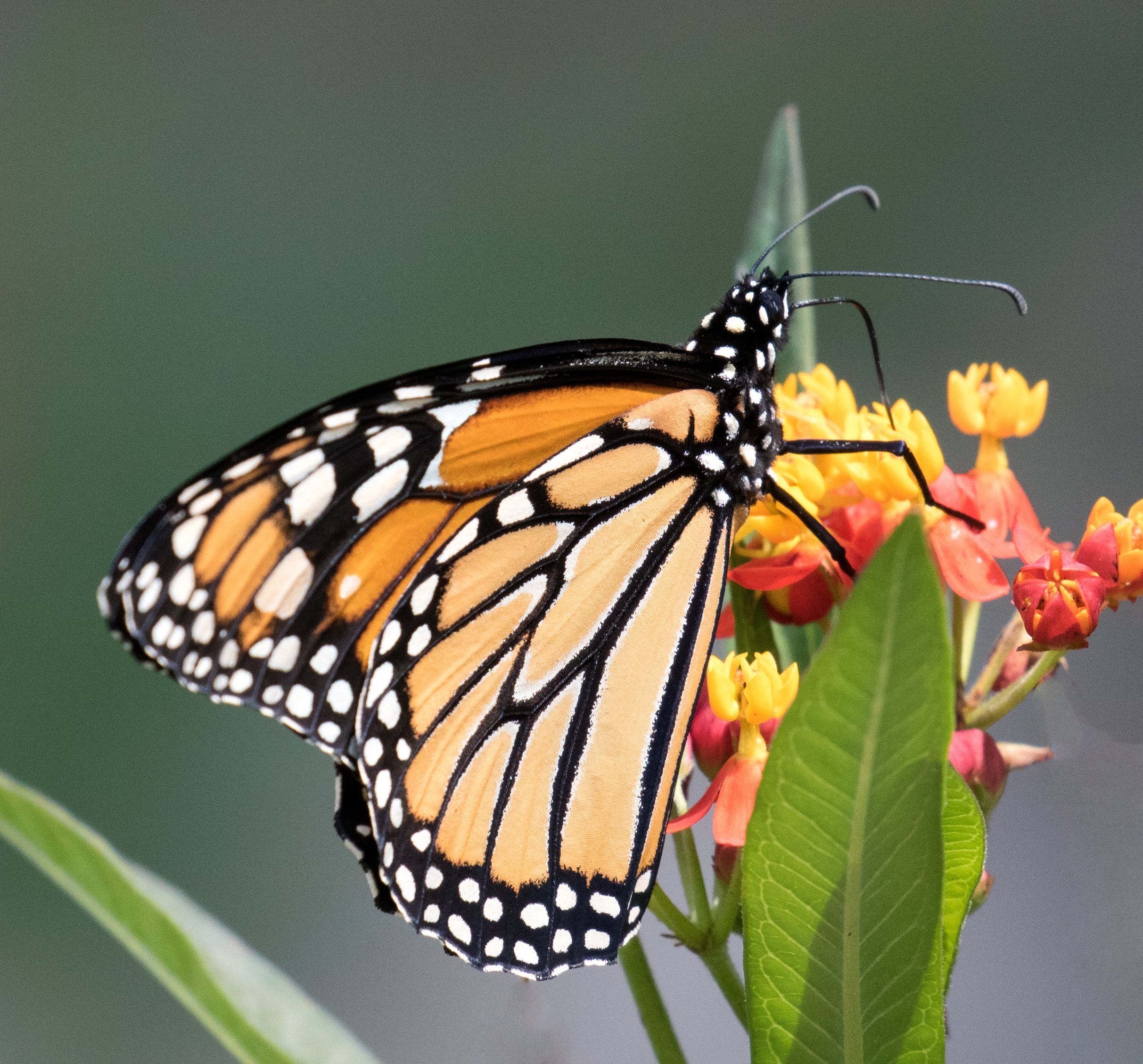 butterfly and weed flowers