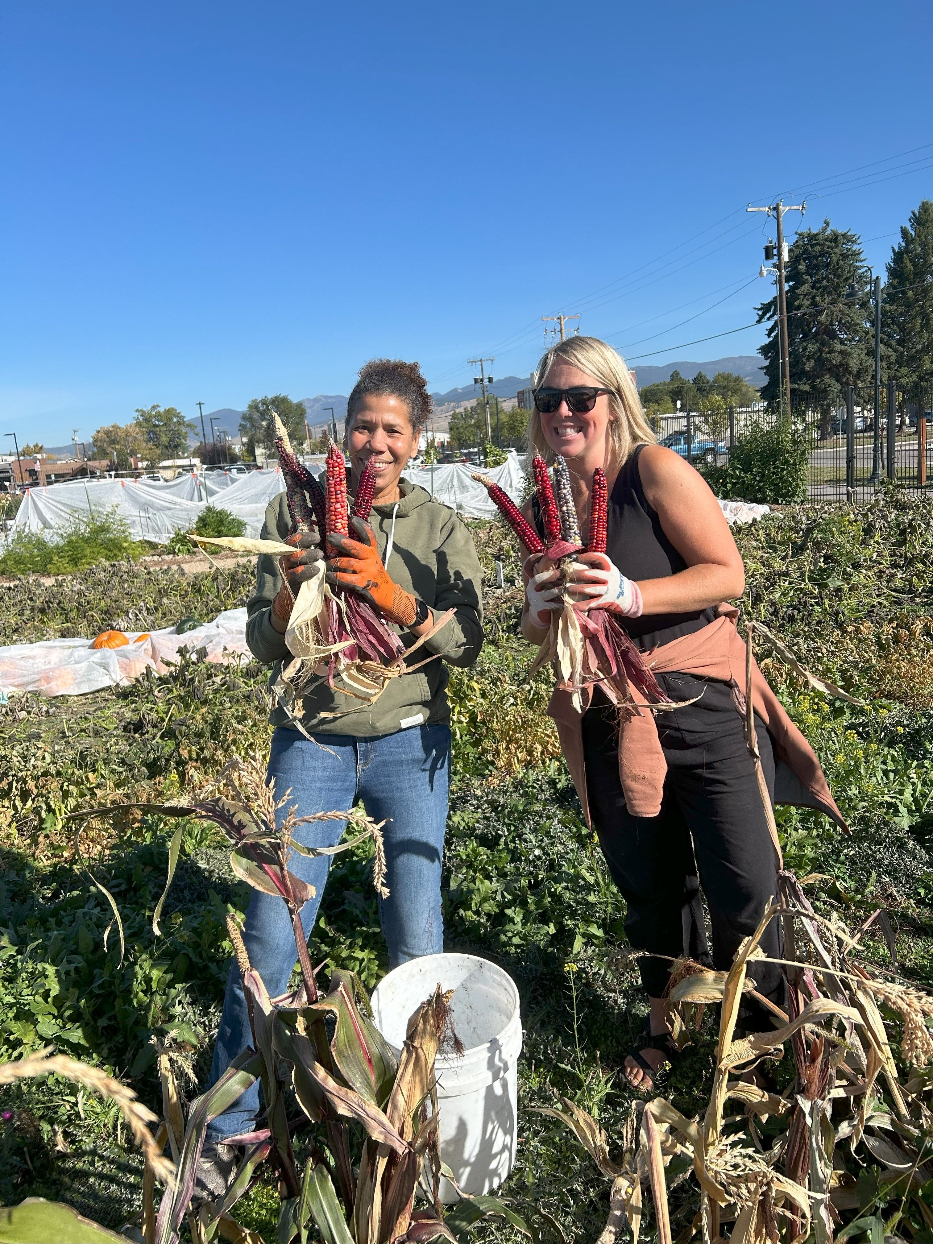 UM Students working in the Rocky Mountain Garden