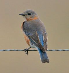 EASTERN BLUEBIRD  The Texas Breeding Bird Atlas