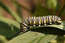 Monarch Caterpillar