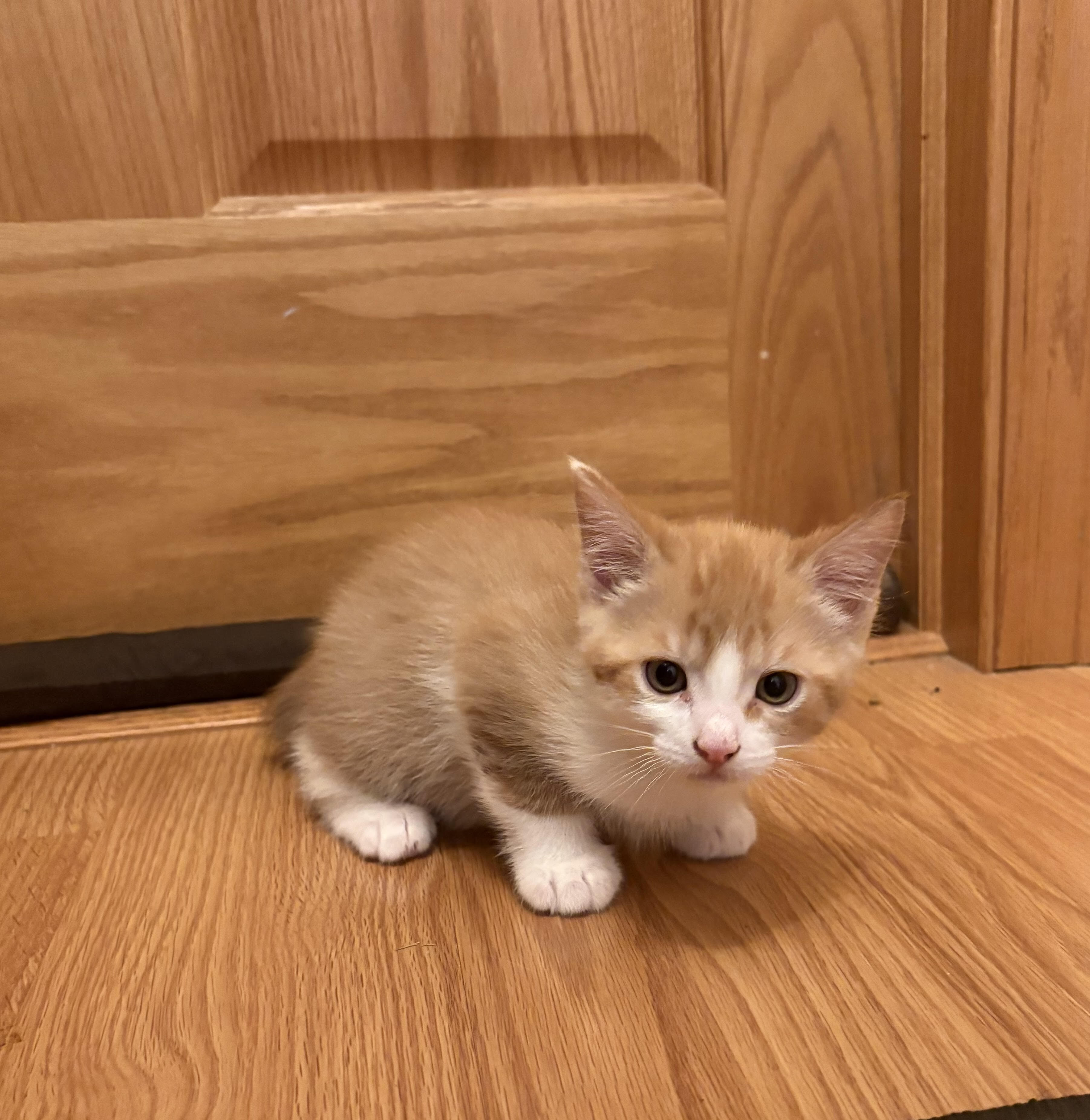 Baxley - Adoption Pending