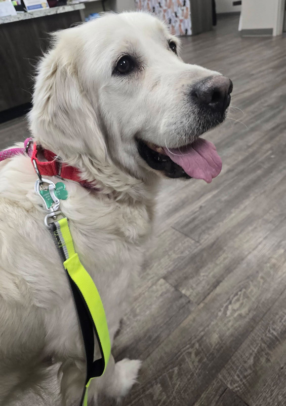 Ellie - ADOPTION PENDING