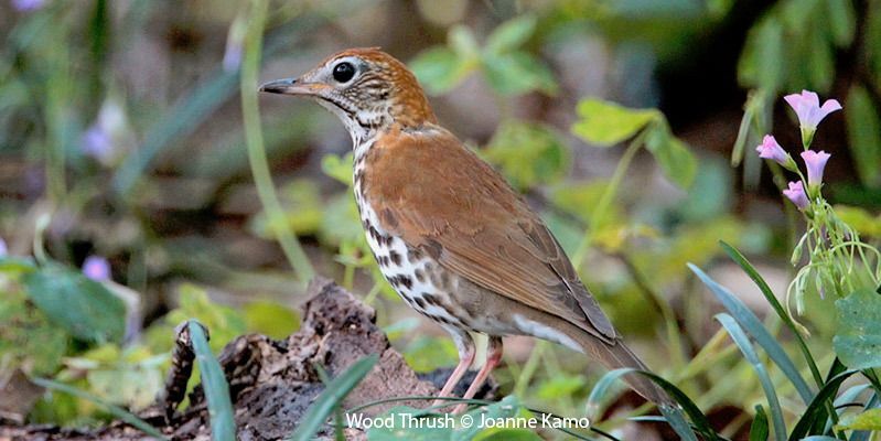 Wood Thrush