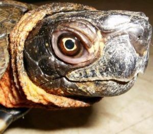 Woody the Wood Turtle