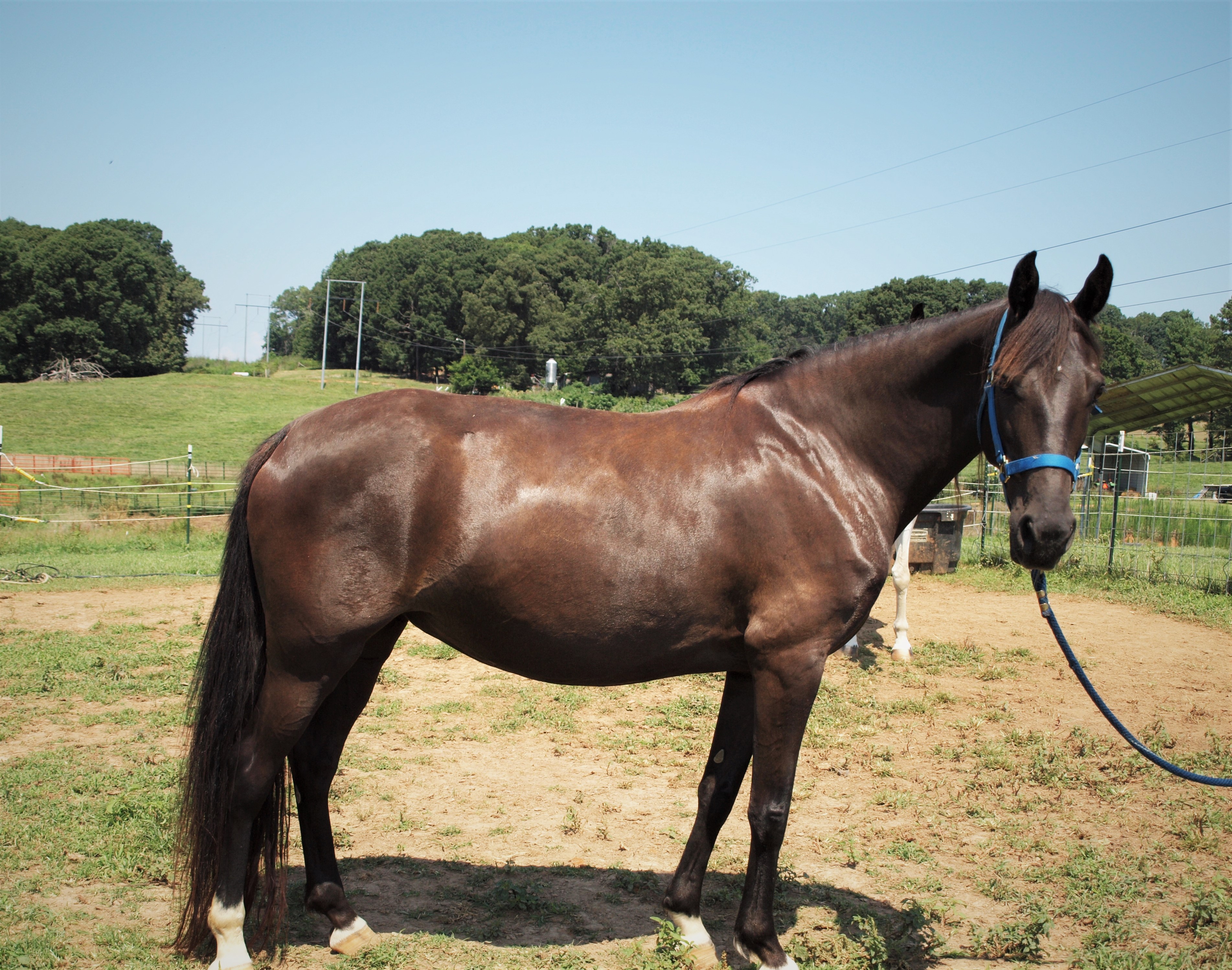 Horse Haven of Tennessee Adopt Equines for Adoption