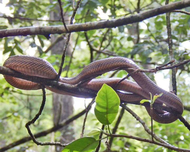 New species of snake discovered