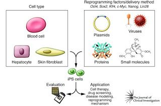 A picture of an iPSc generation