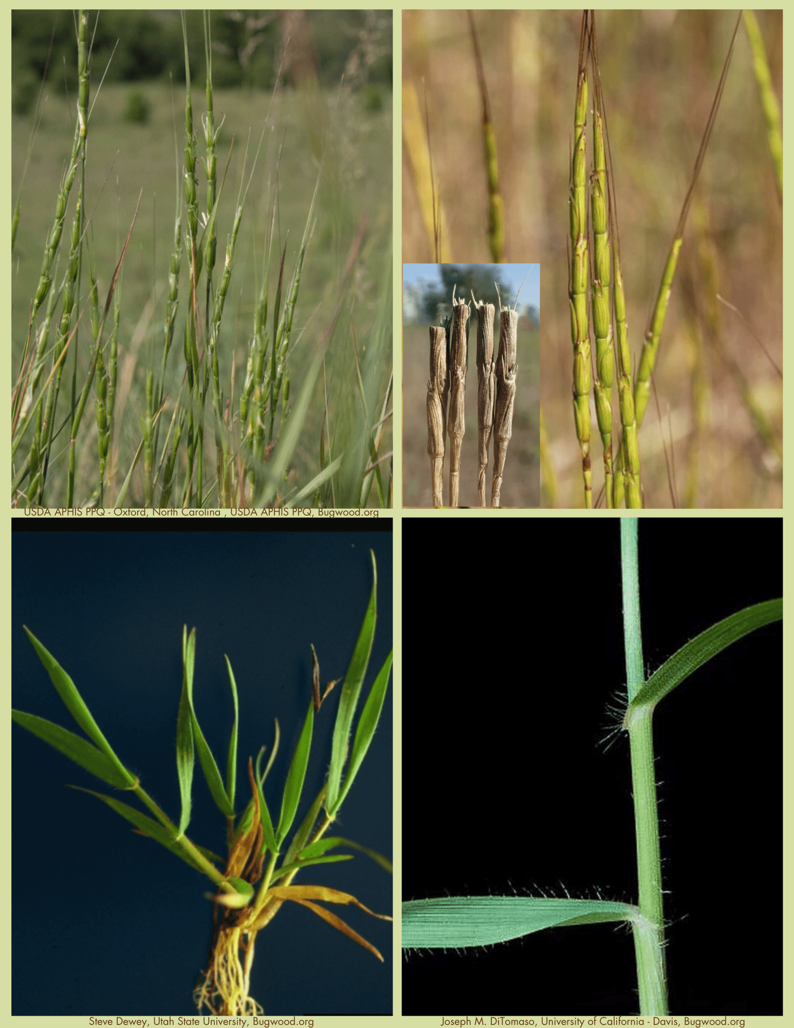 Jointed Goatgrass