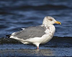 Beak of the Week: Herring Gull