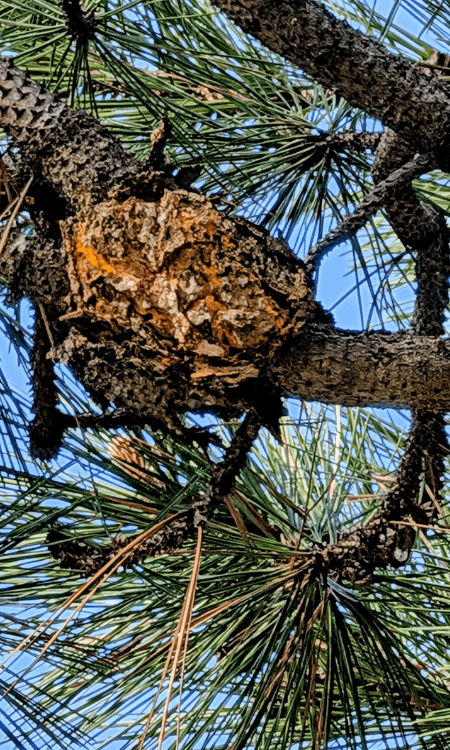 2026 Pest Management Calendar