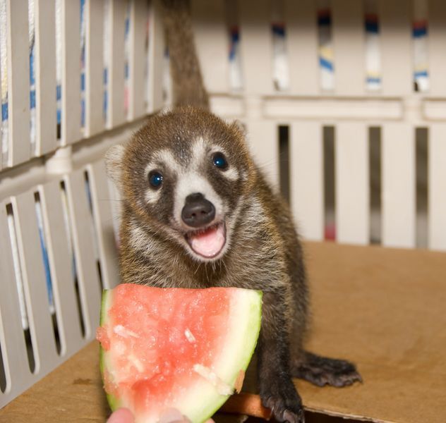 Peanut the coati enjoys a watermelon slice as a baby