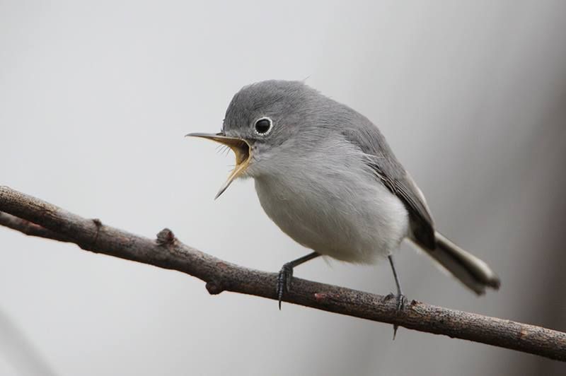 Blue-grey Gnatcatcher staring me down. I just love their angry little faces  🥰 seen near Chicago! : r/birding