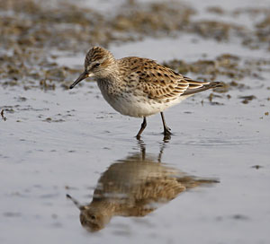 White-rumped Sandpiper