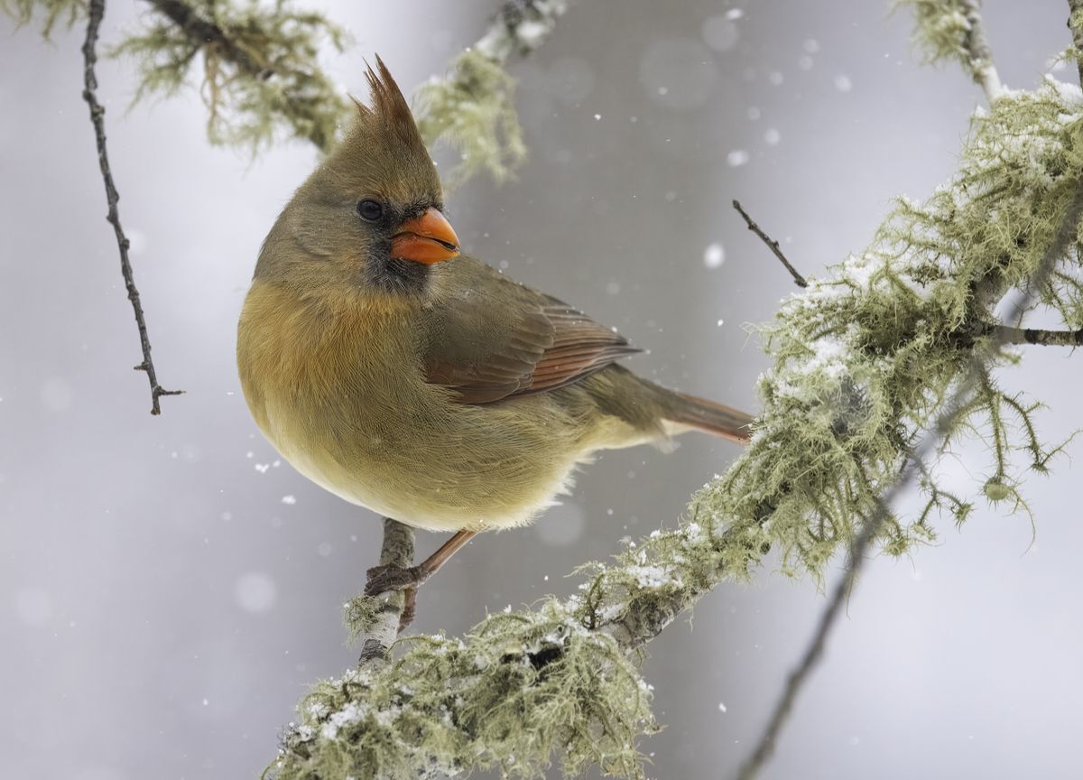 Northern Cardinal by Norm Grant