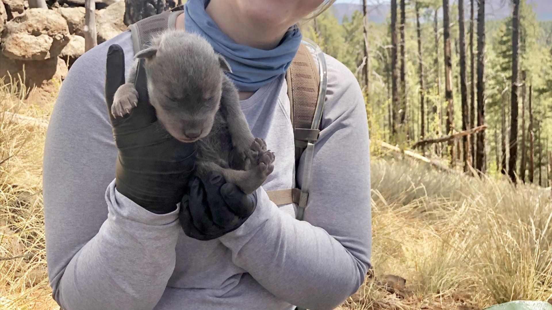 Southwest Wildlife Hospital Manager Kacie Willcuts Holds Pup Before Placement in the Wild