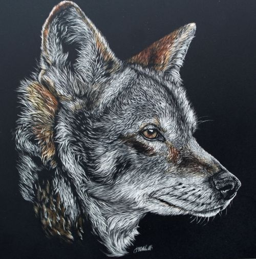 Red Wolf