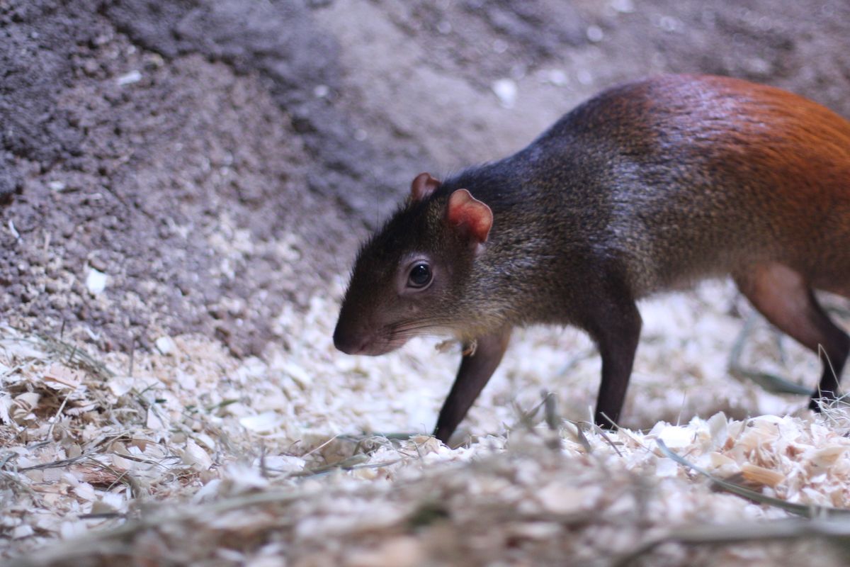 red rumped agouti weapons