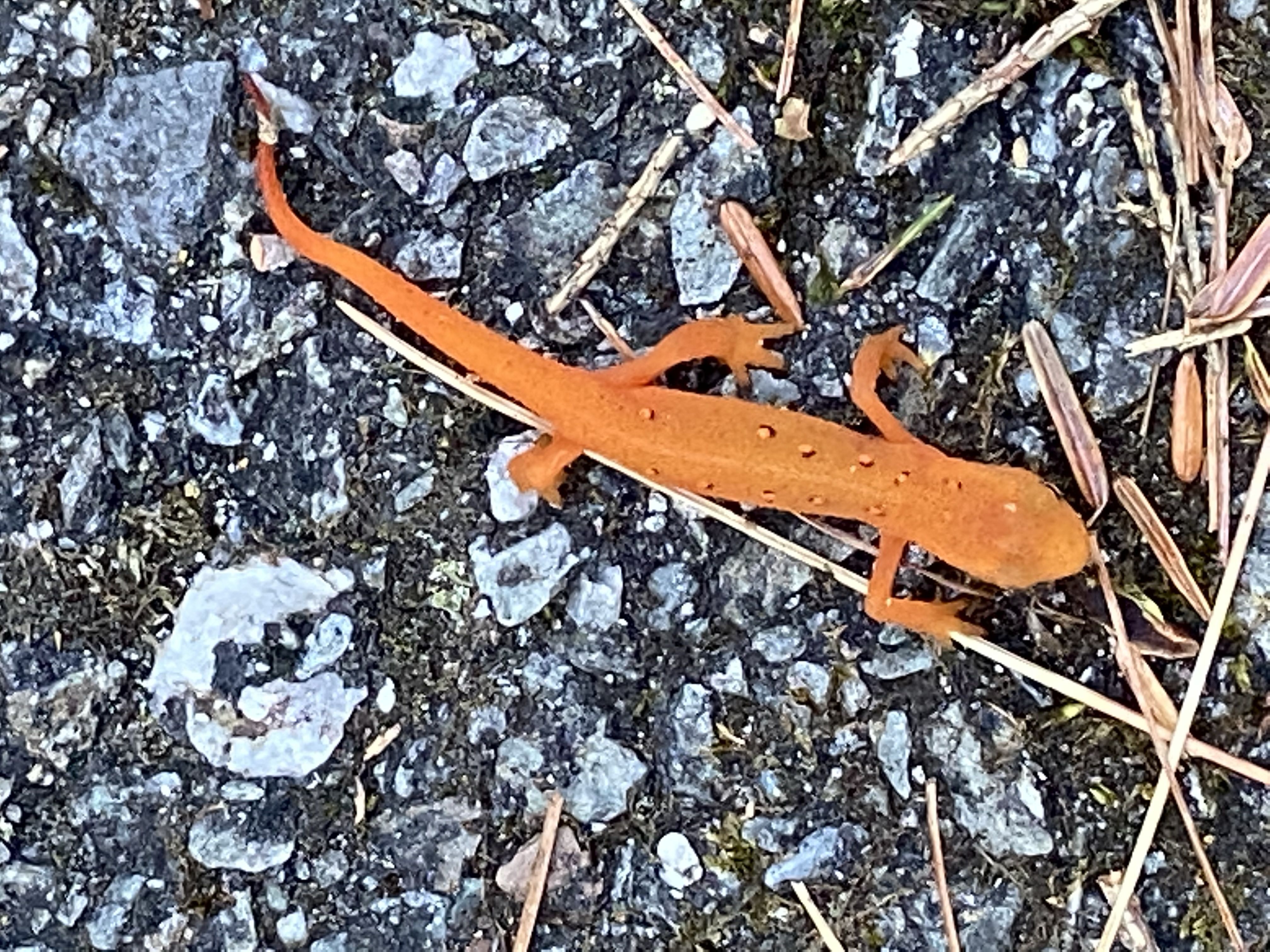 Eastern Newt (Notophthalmus viridescens)