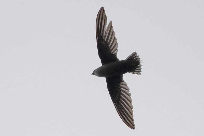 Chimney Swift