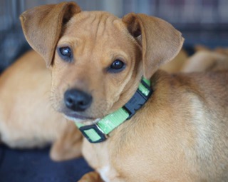 Daisy - ADOPTED