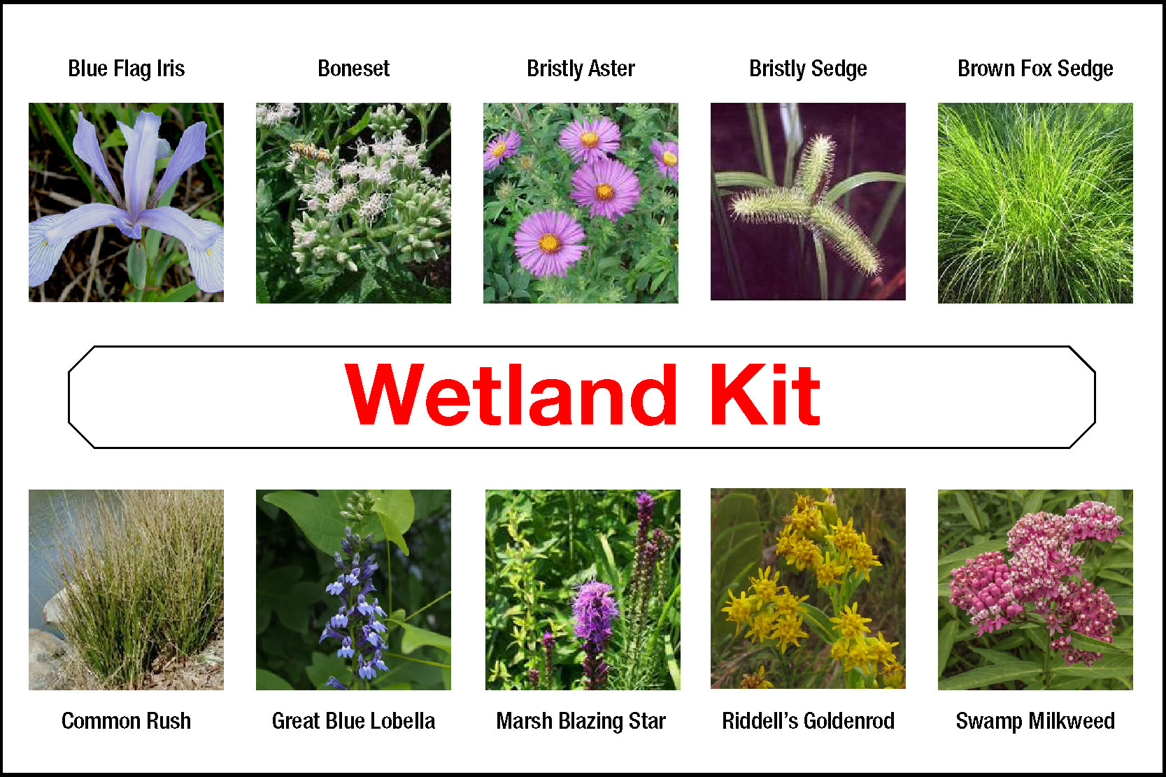 Wetland Kit