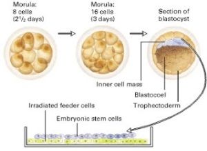 A picture of Mammalian embryonic development