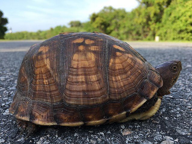 A turtle sitting on pavement