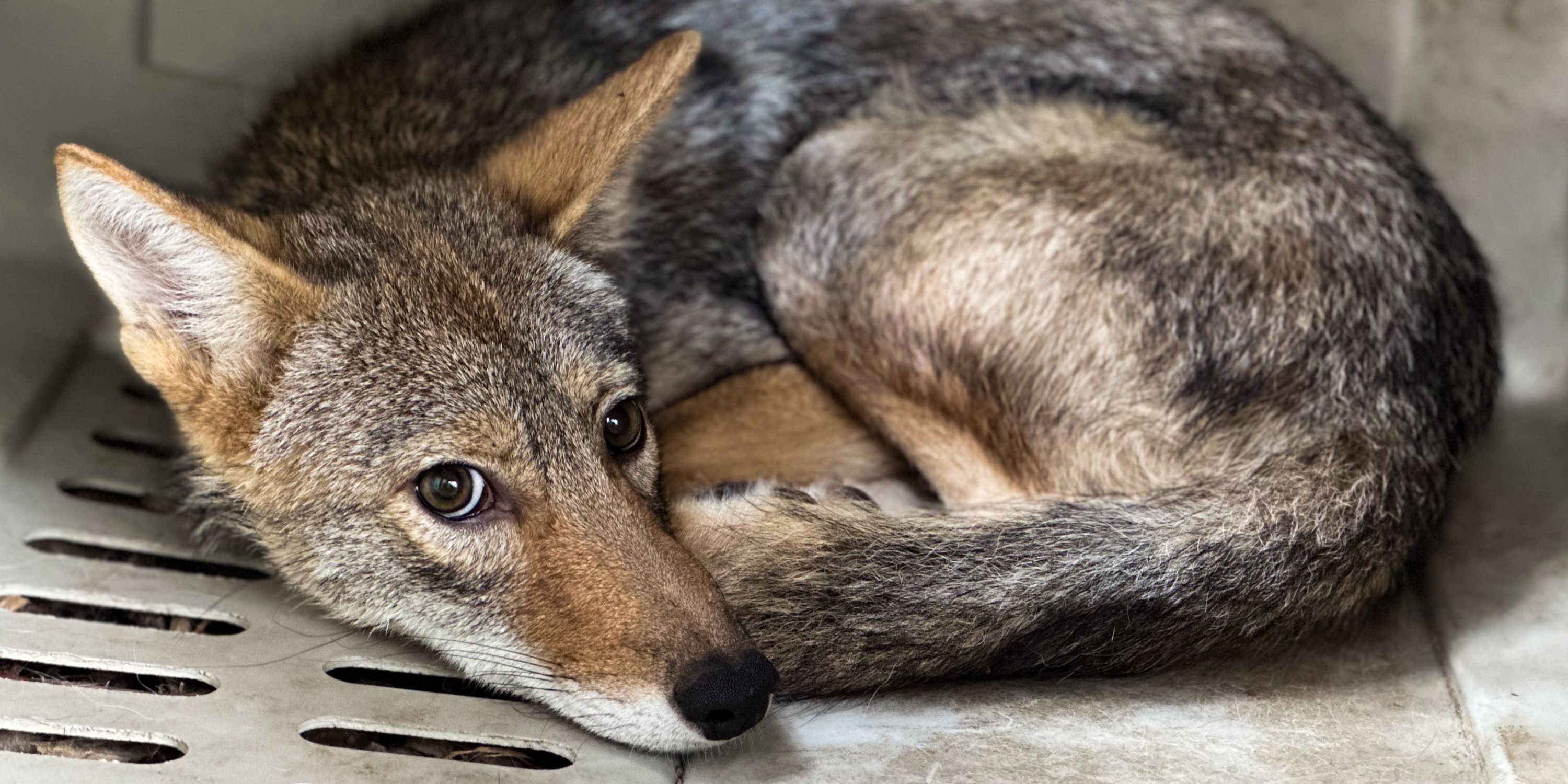 Coyote Nebraska Wildlife Rehab