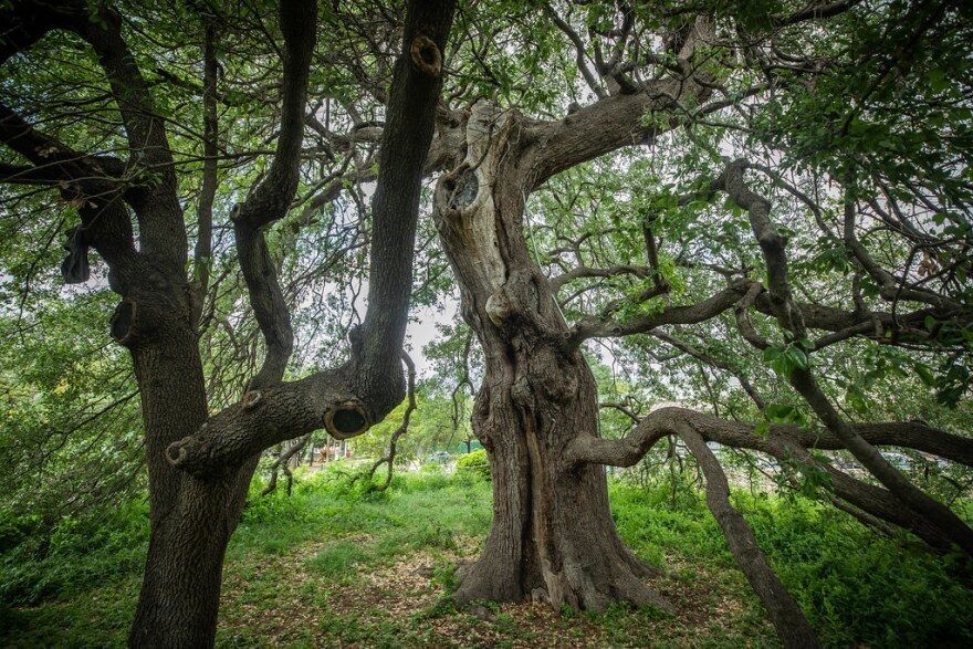 Austin’s Treaty Oak