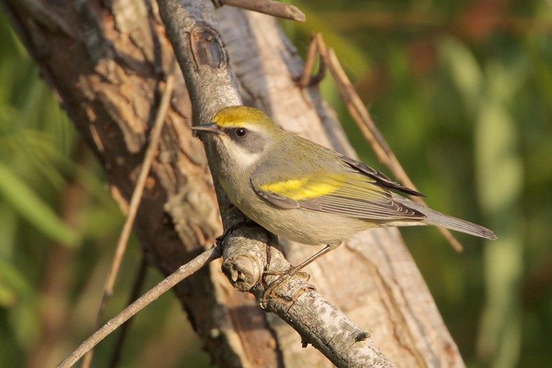 Golden-winged Warbler