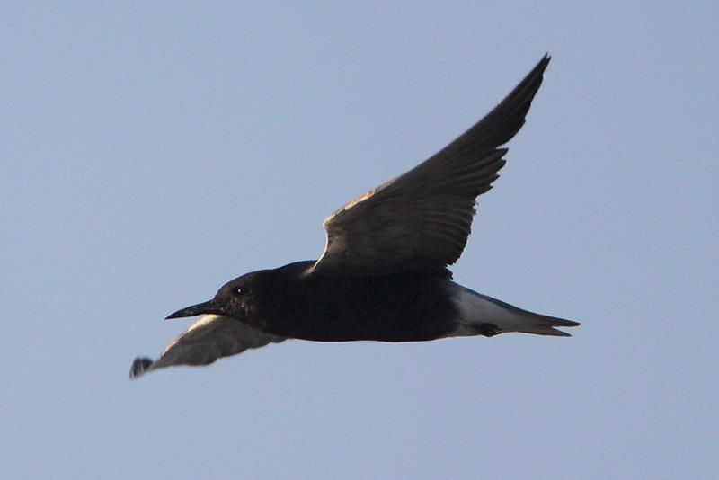 Black Tern