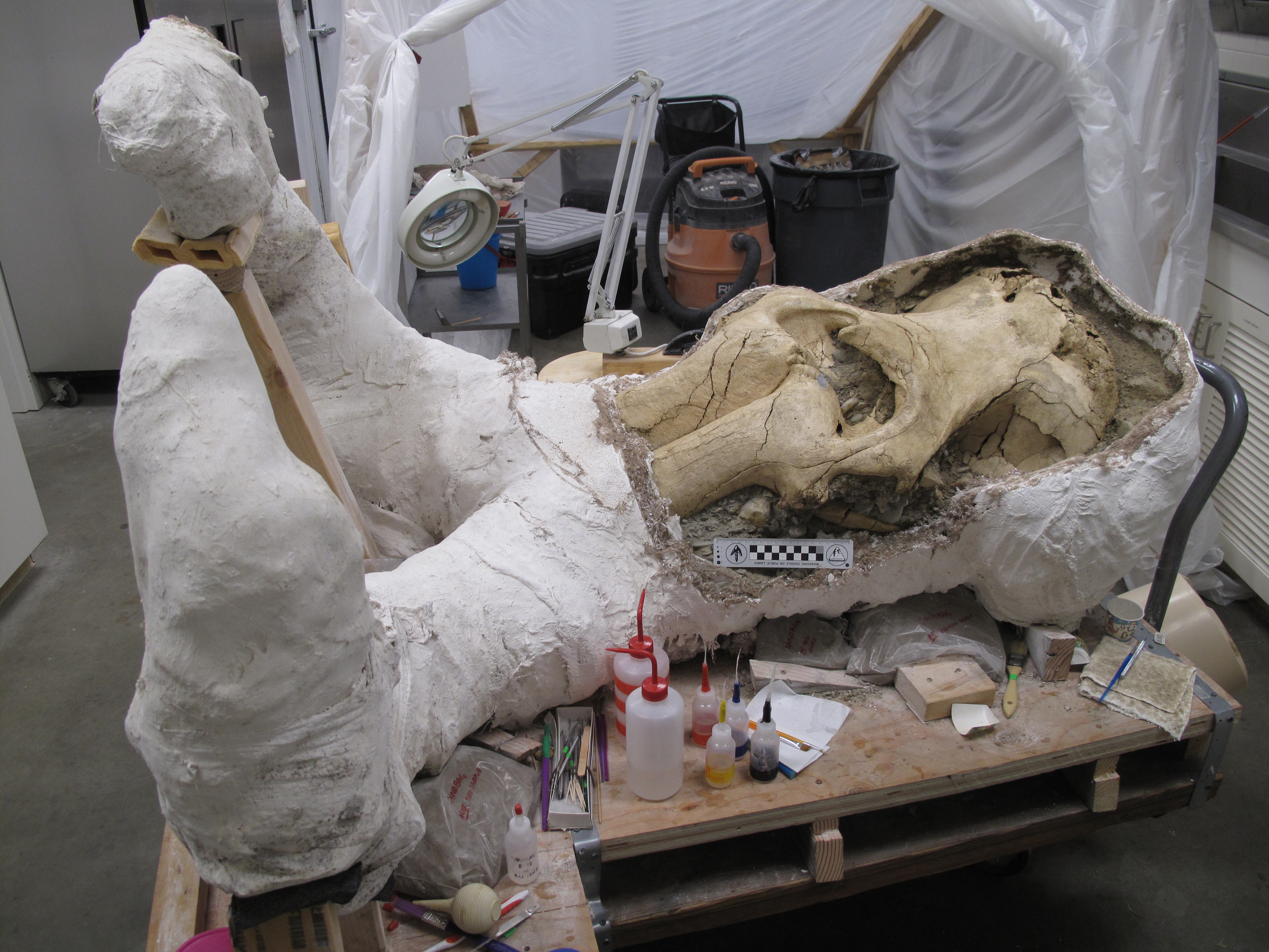 Unlocking an Island Mystery about the Pygmy Mammoths