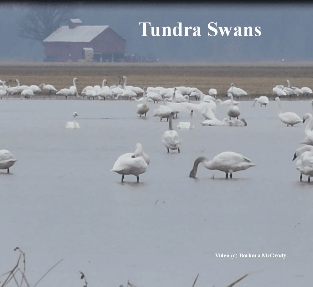 Tundra swans calls, flight, landings
