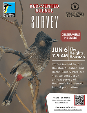 Red-vented Bulbul flyer 2026