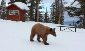 heavenly_bear_at_ski_resort