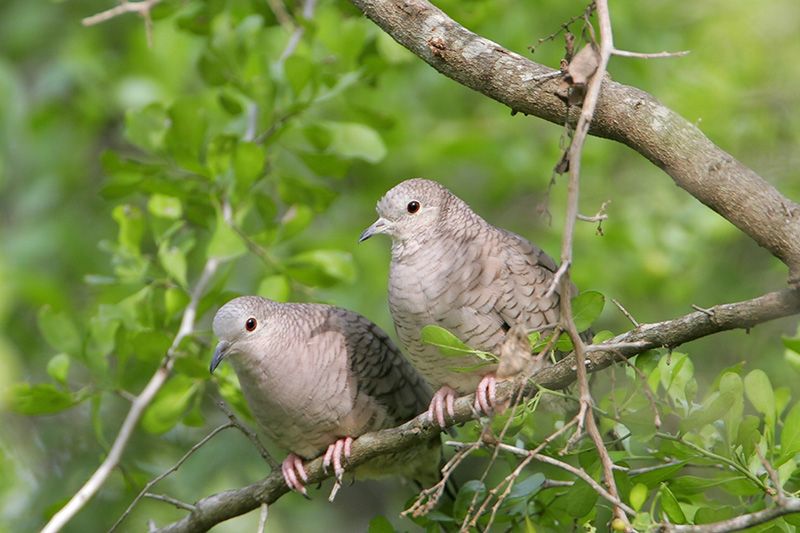 Inca Dove