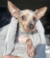 Elsa - ADOPTION PENDING