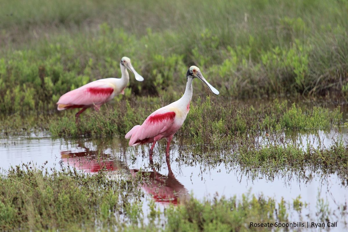 Roseate Spoonbill | Bird Gallery | Houston Audubon