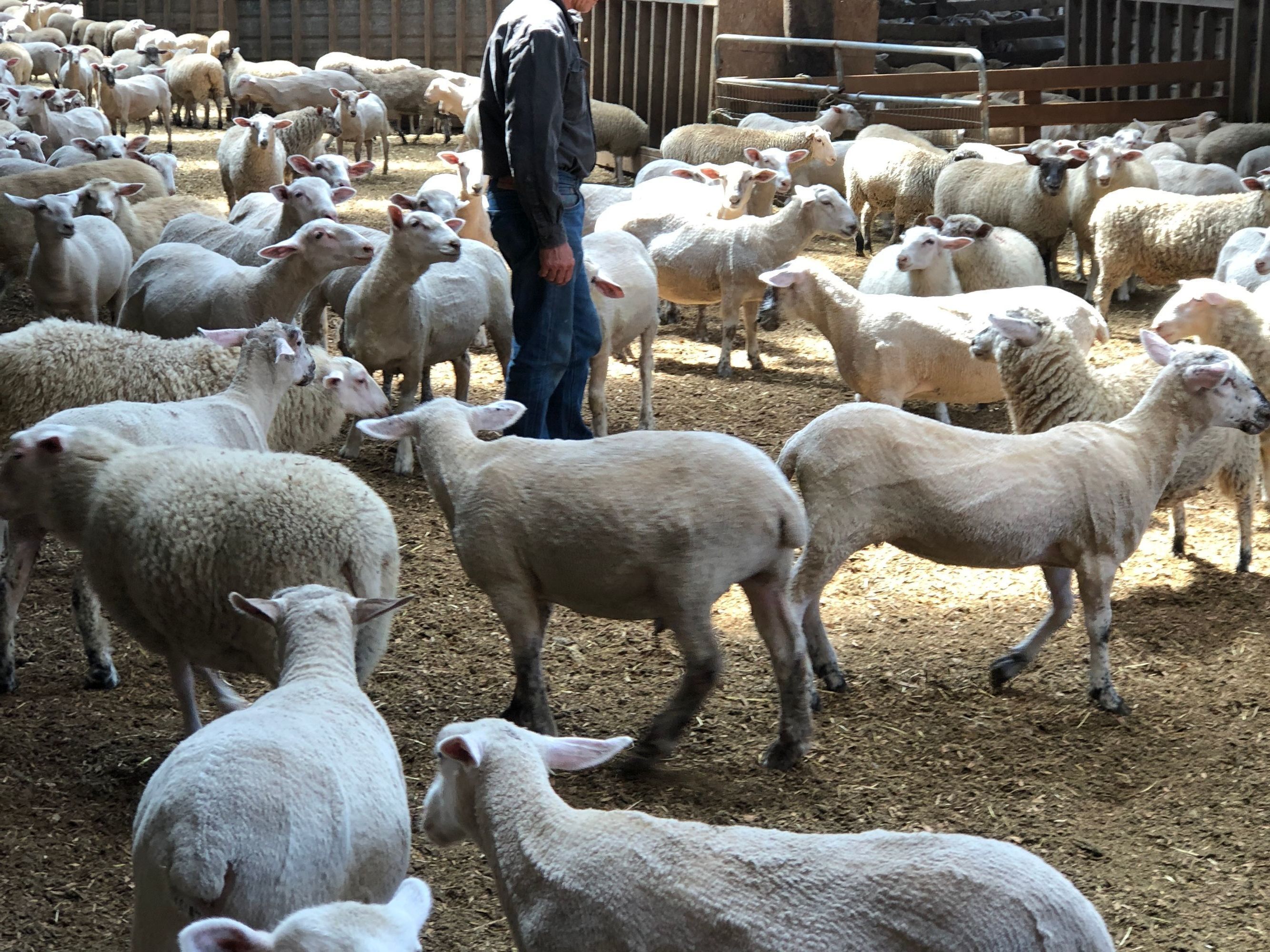 Sheep Herd