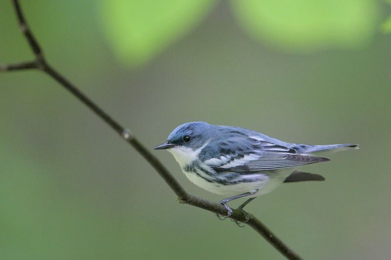 Cerulean Warbler (male)