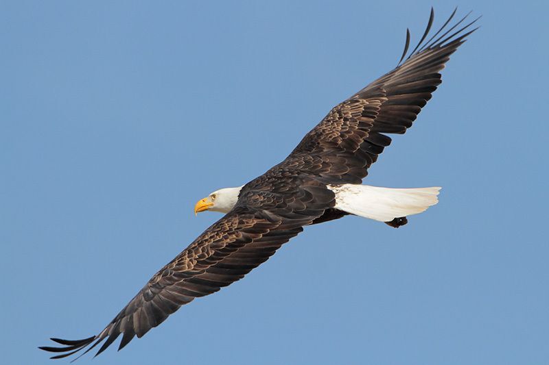 Bald Eagle