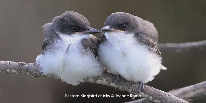 Eastern Kingbird chicks