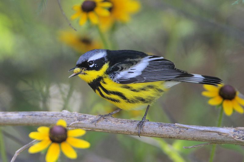 Magnolia Warbler by Greg Lavaty