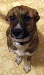 Thor - ADOPTED