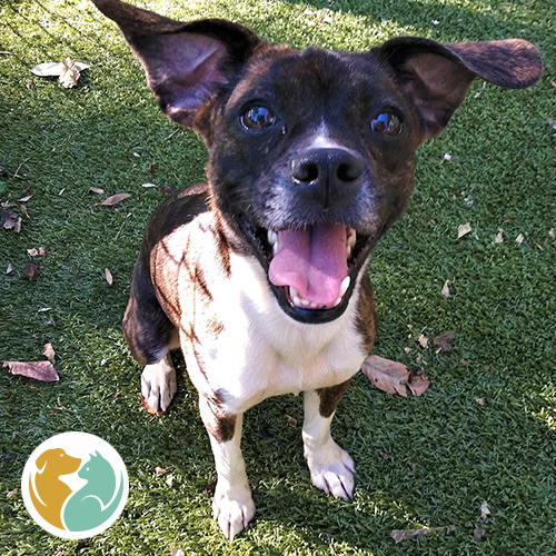 Toledo Animal Rescue Adopt Dogs & Puppies