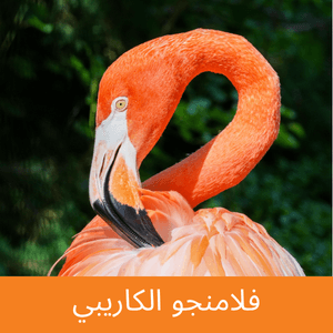 Caribbean Flamingo