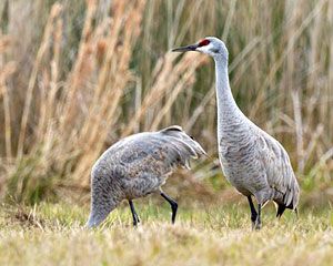 Bird of the Week Sandhill Crane